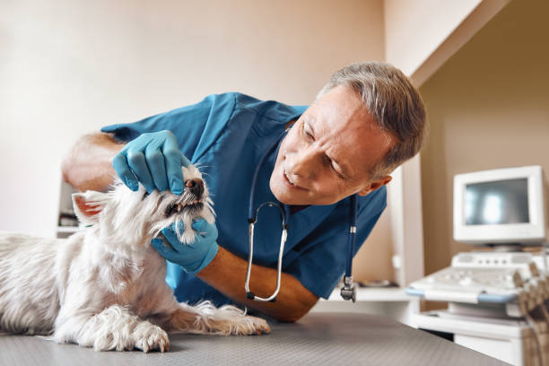Best Walk-In Emergency Dentist in Rockton, IL